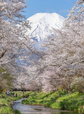 Sakura ağacı ve dağ Fuji bahar sezonu Oshino Hakkai