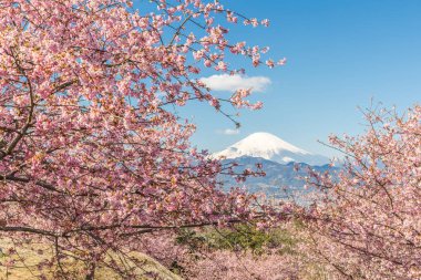 Kawazu Sakara ve dağ Fuji bahar sezonu