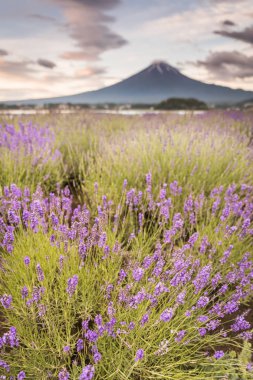 Fuji Dağı ve Gölü kawaguchiko lavanta alanları yaz sezonu görünümünü