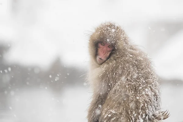 Jigokudani Monkey Park Opice Koupání Přírodní Horký Pramen Nagano Japonsko — Stock fotografie
