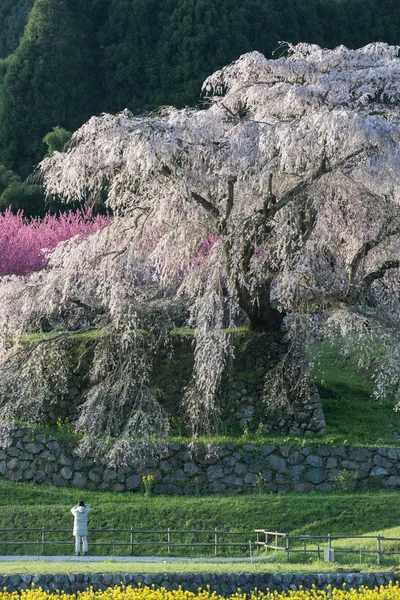 Matabei Sakura Querido Cerezo Gigante Plantado Área Hongo Ciudad Uda — Foto de Stock