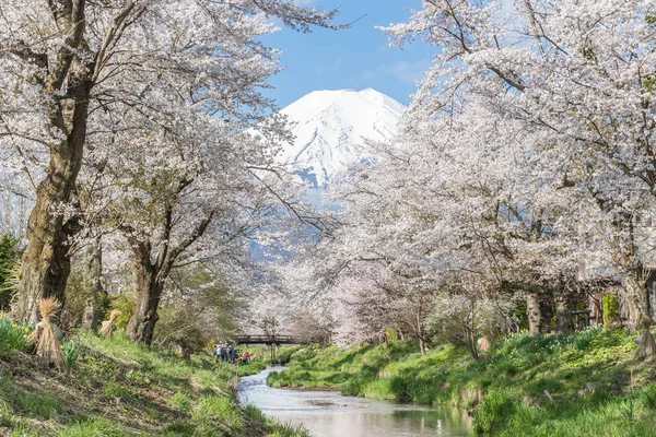 Sakura Fát Hegyi Fuji Oshino Hakkai Tavaszi Szezon — Stock Fotó