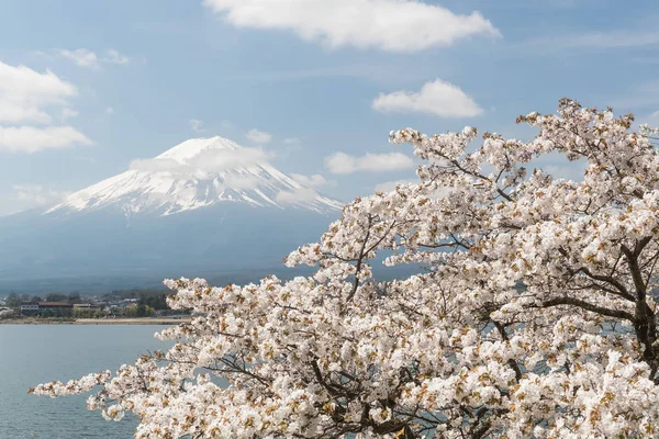 Sakura Cherry Blossom Fuji Kawaguchiko Jezera Japonsko Jarní Sezóně — Stock fotografie