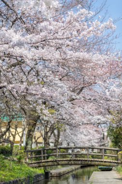 Japon Sakura kiraz çiçeği bahar sezonu küçük kanal