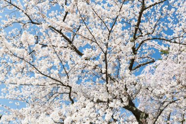 Japon Sakura kiraz çiçeği bahar sezonu