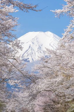 Sakura ağacı ve dağ Fuji bahar sezonu Oshino Hakkai