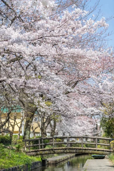 Japán Sakura Cherry Blossom Kis Csatorna Tavasszal — Stock Fotó
