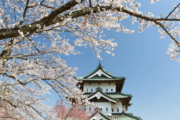 Hirosaki Kalesi ve Sakura kiraz çiçeği ağaç bahar. 