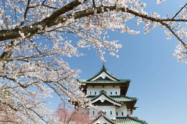 Castillo Hirosaki Árbol Flores Cerezo Sakura Primavera — Foto de Stock