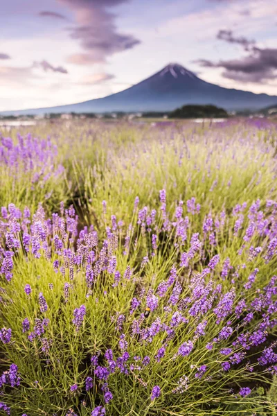 観山富士と河口湖で 夏のシーズンのラベンダー畑 — ストック写真