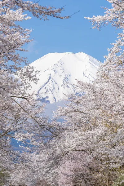 Sakura Träd Och Berget Fuji Oshino Hakkai Vårsäsongen — Stockfoto