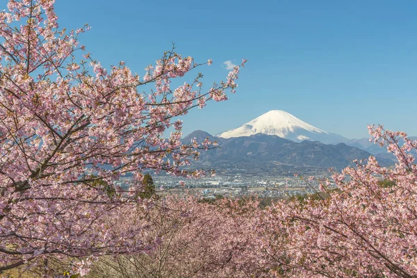 Kawazu Sakara Hory Fuji Jarní Sezóně — Stock fotografie