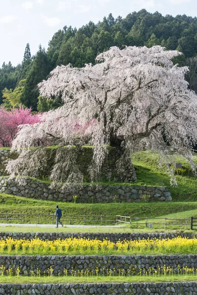 Matabei Sakura Любимый Гигантский Драпировочное Вишневое Дерево Посажено Районе Хонго Лицензионные Стоковые Фото