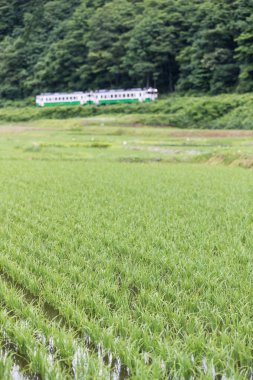 Pirinç alan ve yaz sezonu Tadami demiryolu hattı olarak Fukushima ili.