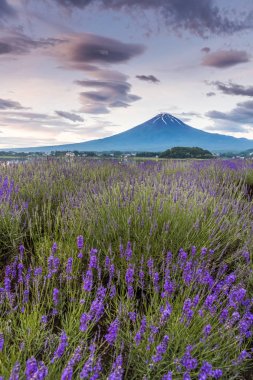 Fuji Dağı ve Gölü kawaguchiko lavanta alanları yaz sezonu görünümünü
