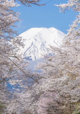 Sakura ağaçlar ve dağ Fuji bahar sezonu Oshino Hakkai