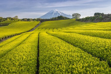Çay çiftlik ve Shizuoka İli, Fuji Dağı'nın bahar