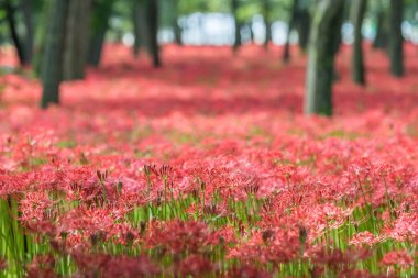 Closeup of Red spider lily flowerbed clipart