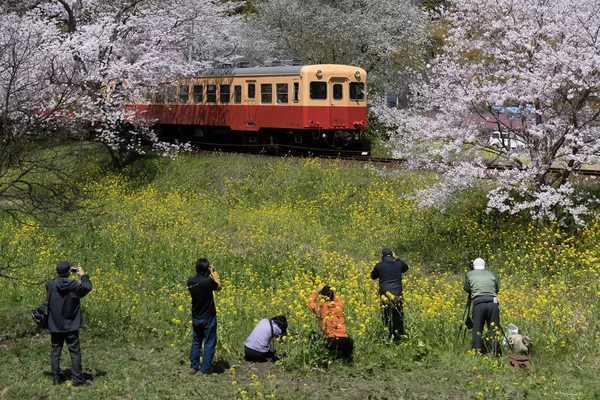 Kominato Tetsudo Pociąg Sakura Cherry Blossom Sezonie Wiosennym — Zdjęcie stockowe