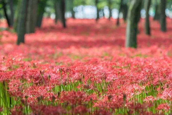 Gros Plan Lys Araignée Rouge Fleuri — Photo