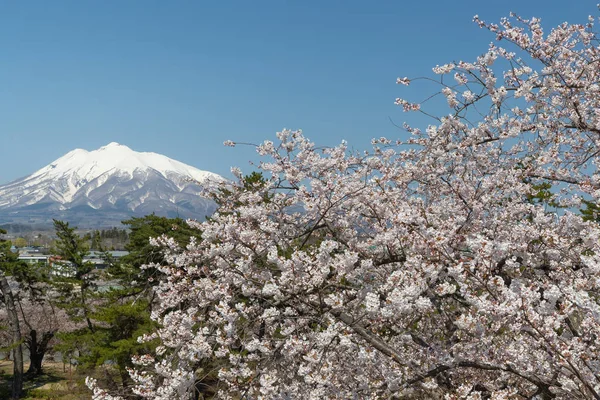 Mountain Iwaki Och Sakura Cherry Blomma Våren Mount Iwaki Sammansatt — Stockfoto