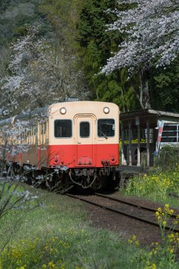Kominato Tetsudo tren ve Sakura kiraz çiçeği bahar sezonu. Bir demiryolu hattı Chiba Prefecture, Japonya Kominato çizgidir
