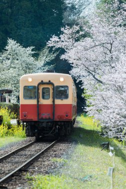 Kominato Tetsudo tren ve Sakura kiraz çiçeği bahar sezonu. Bir demiryolu hattı Chiba Prefecture, Japonya Kominato çizgidir