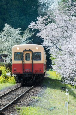 Kominato Tetsudo Train and Sakura cherry blossom in spring season. The Kominato Line is a railway line in Chiba Prefecture, Japan clipart