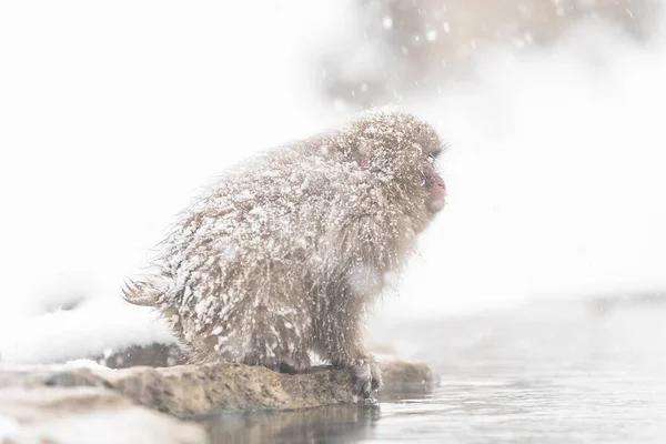 Jigokudani Monkey Park Banho Macaco Uma Fonte Termal Natural Nagano — Fotografia de Stock