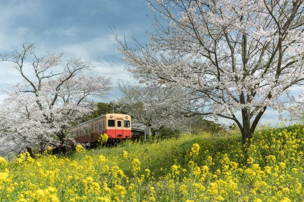 小湊鉄道鉄道と春の桜の花 小湊鉄道線は千葉県 日本鉄道線です — ストック写真