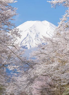 Sakura ağacı ve dağ Fuji bahar sezonu Oshino Hakkai
