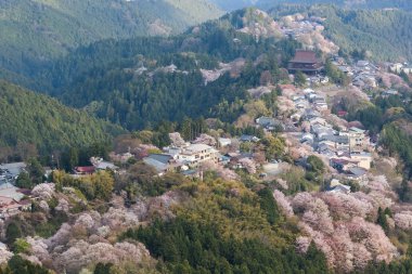 Yoshinoyama sakura kiraz çiçeği. Mount Yoshino Nara Prefecture, nokta ile ilgilenen Japans en ünlü kiraz çiçeği