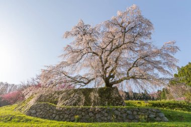 Uda city, Nara ili Hongo bölgede Matabei sakura, sevgili dev draping kiraz ağacı dikti. 