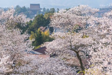 Yoshinoyama sakura kiraz çiçeği. Mount Yoshino Nara Prefecture, nokta ile ilgilenen Japans en ünlü kiraz çiçeği