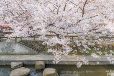 Japon Sakura kiraz çiçeği bahar sezonu küçük kanal
