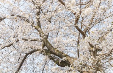 Japon Sakura kiraz çiçeği bahar sezonu