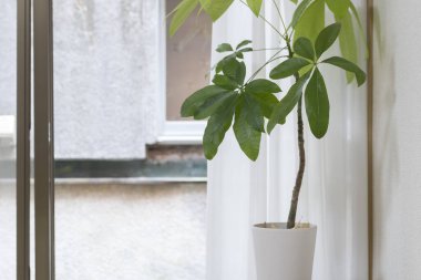 Yatak odasında saksıda yeşil bitkiler var.