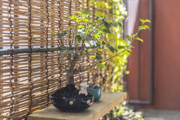 家のバルコニーに置かれた鉢の盆栽 — ストック写真