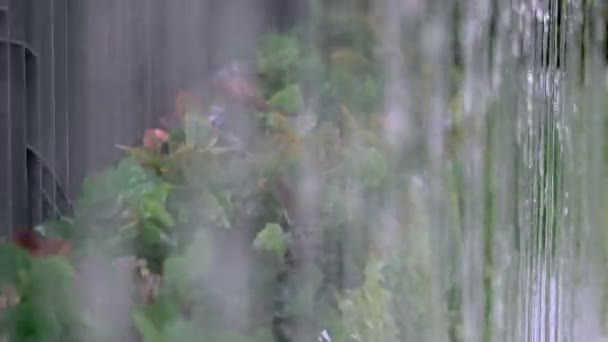 Βαριά Σταγόνες Νερού Βροχής Που Πέφτουν Στο Φόντο Του Κήπου — Αρχείο Βίντεο