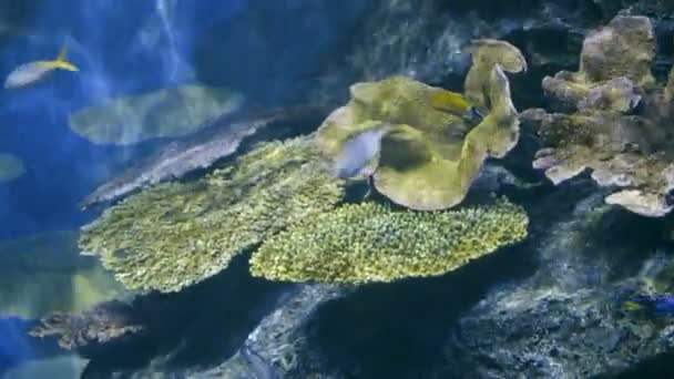 海景水下五彩斑斓的珊瑚礁 热带鱼类游泳有趣 — 图库视频影像