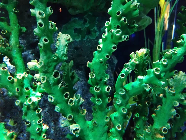 Закрыть Красивую Колонию Морских Кораллов Водой — стоковое фото