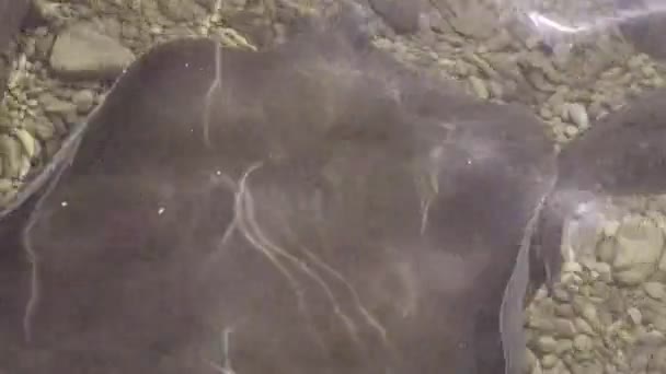 Peixes Stingray Nadando Uma Água Doce Clara — Vídeo de Stock