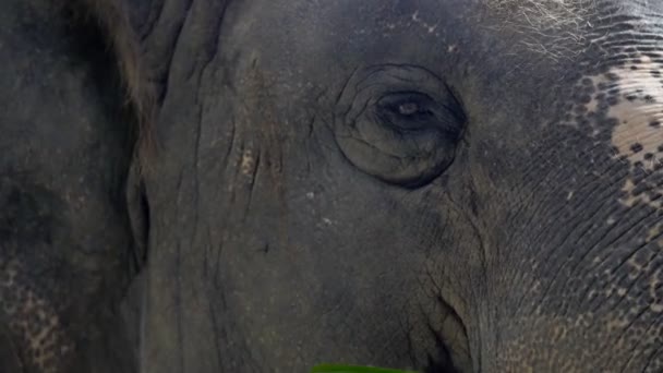 Close Van Eye Elephant Aziatische Olifant — Stockvideo