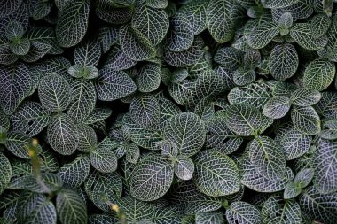 Doğal Yeşil yapraklar arka plan ve duvar kağıdı