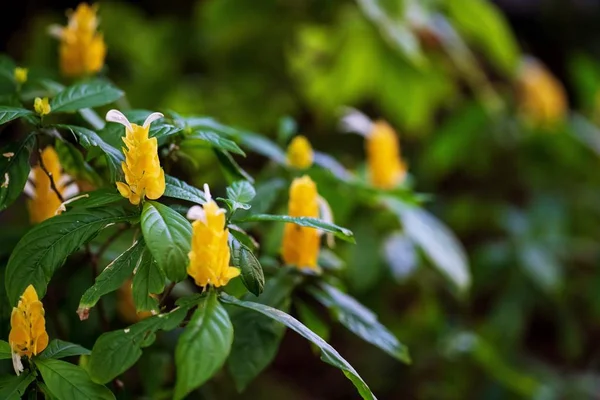 Естественный Желтый Цветок Саду Узор Фон Обои — стоковое фото