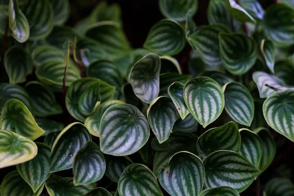 Natural Green Leaves Pattern Background Wallpaper — ストック写真