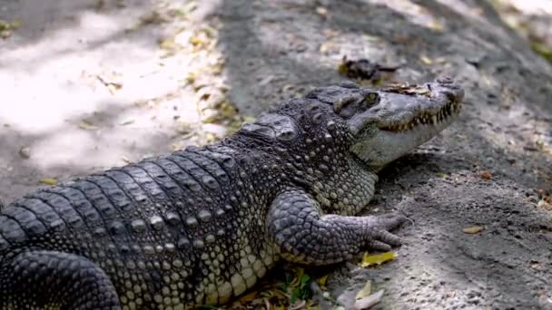 Pericoloso Grande Coccodrillo Thailandia Animali Selvatici — Video Stock