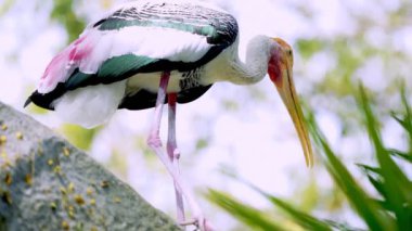 Parktaki flamingoların yakın çekim görüntüleri.