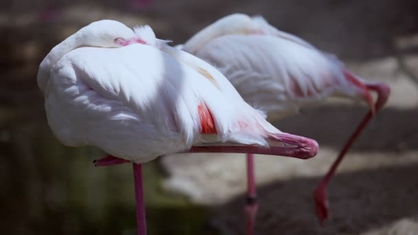 Zbliżenie Strzał Flamingi Parku — Wideo stockowe