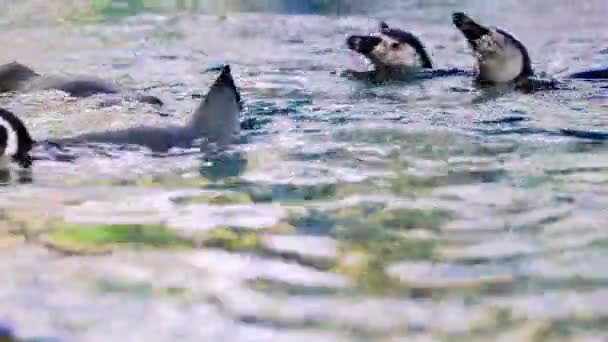 Skupina Tučňáků Plave Vodě — Stock video